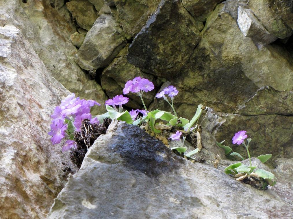 Primula albenensis / Primula del M. Alben